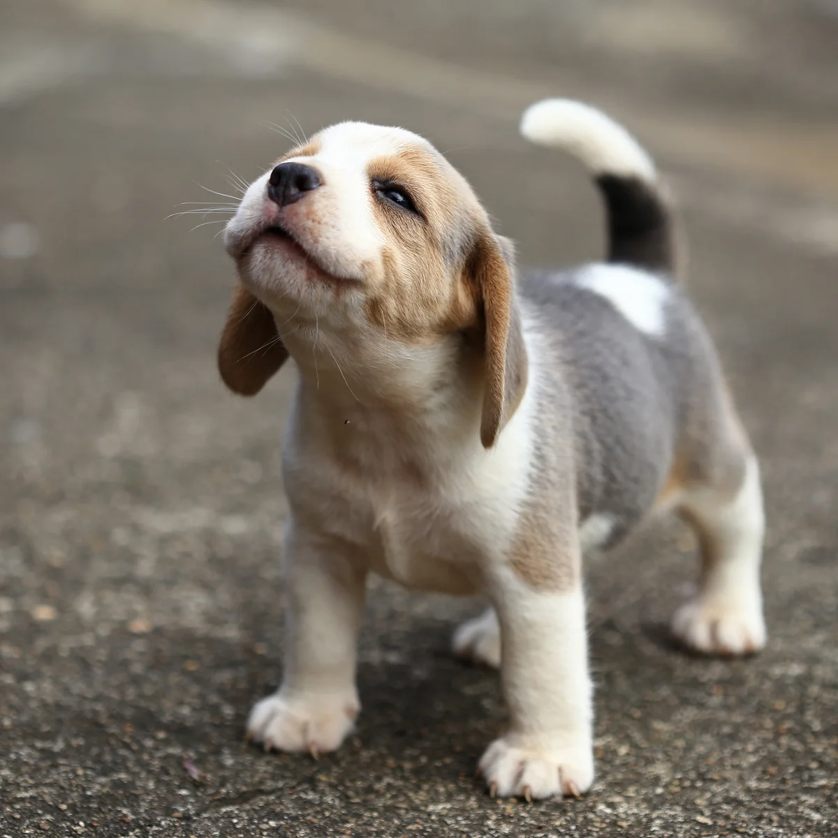 beagle-kolyok